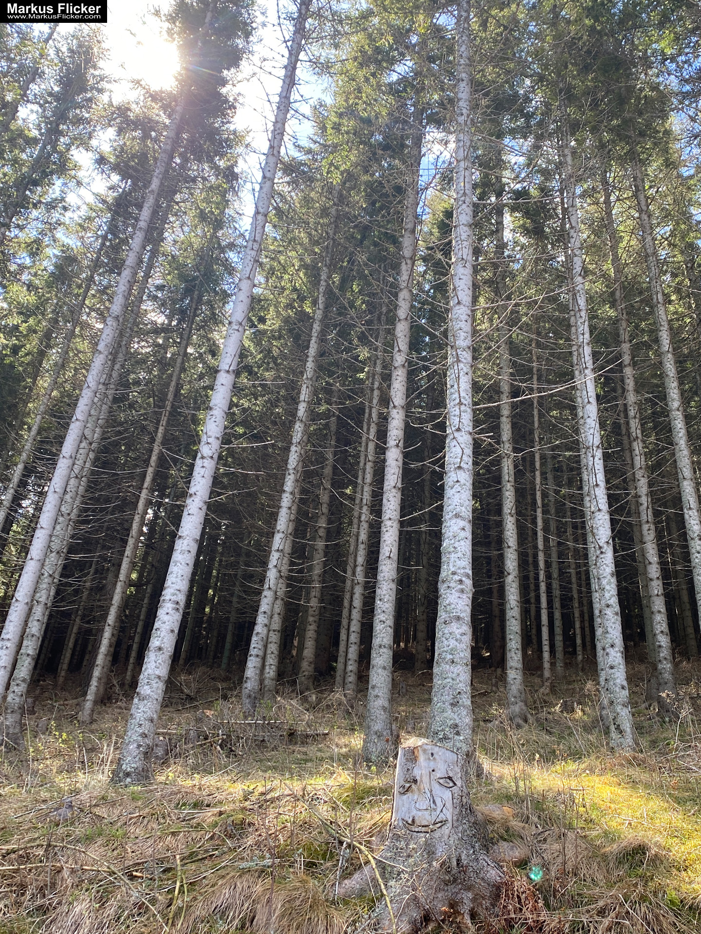 Genieße den wunderschönen Plankogel Rundwanderweg auf der Sommeralm im Almenland Steiermark Österreich bei einem entspannten Spaziergang mit dem Smartphone