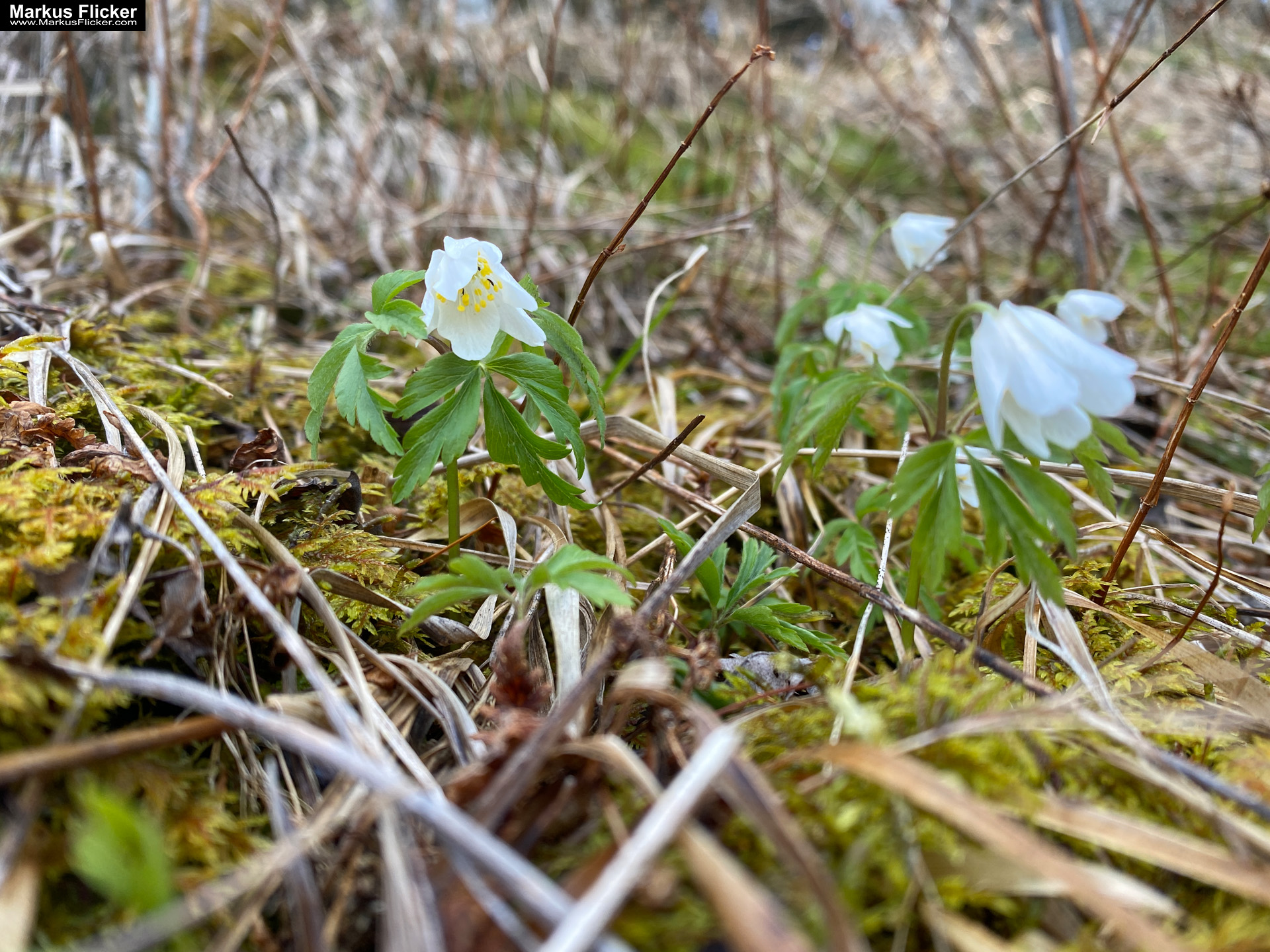 Genieße den wunderschönen Plankogel Rundwanderweg auf der Sommeralm im Almenland Steiermark Österreich bei einem entspannten Spaziergang mit dem Smartphone