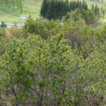 Moorlehrpfad auf der Teichalm Steiermark Almenland