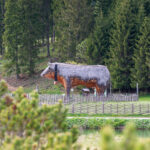 Moorlehrpfad auf der Teichalm Steiermark Almenland