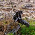 Moorlehrpfad auf der Teichalm Steiermark Almenland