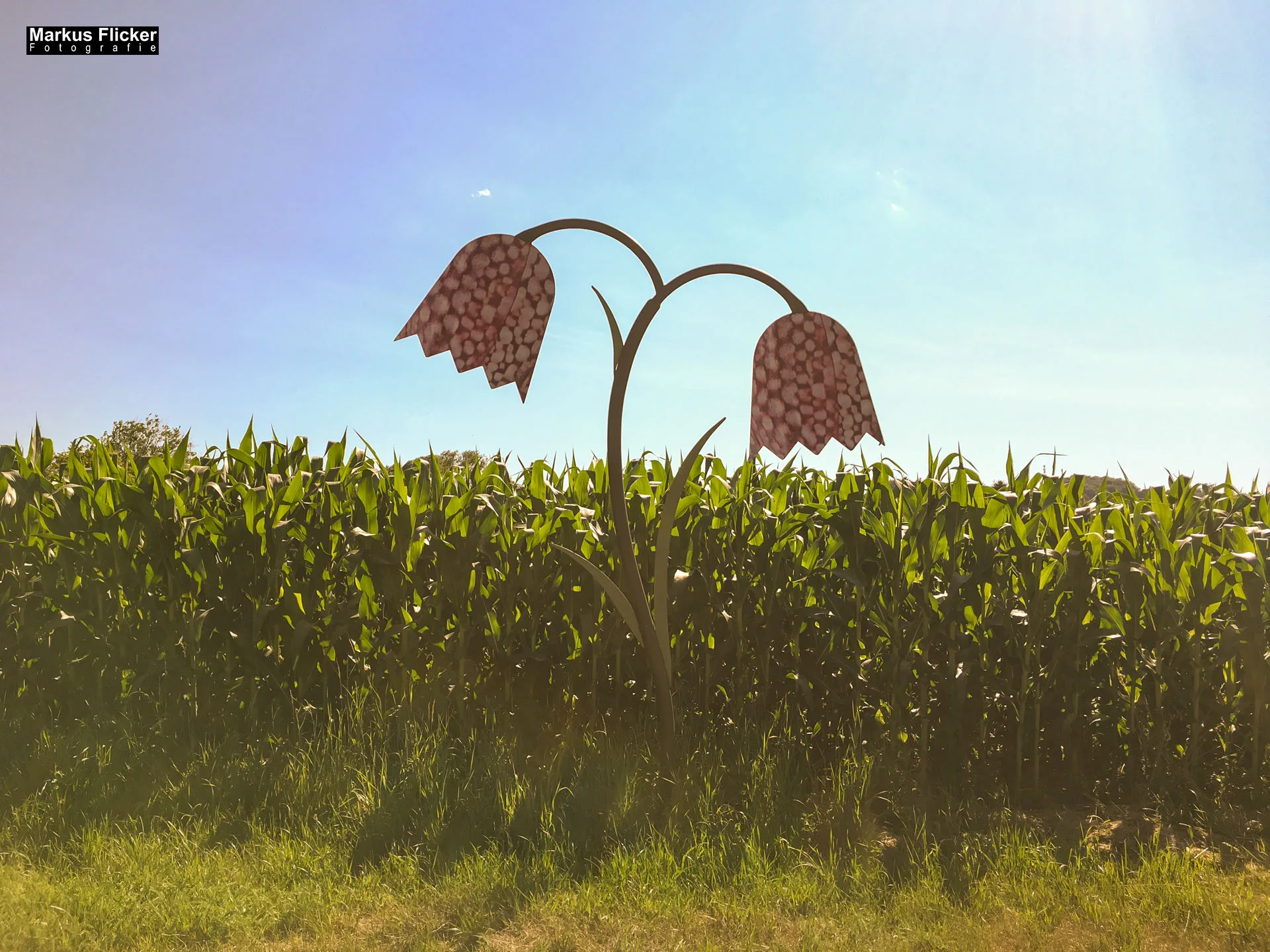 Freizeitzentrum Großsteinbach, Strandgut und Schachblume