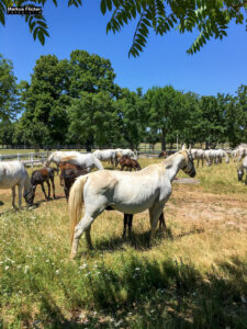 Gestüt Lipizza Kobilarna Lipica in Slowenien #visitslovenia Lipizzaner Pferde