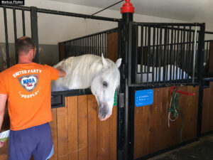 Gestüt Lipizza Kobilarna Lipica in Slowenien #visitslovenia Lipizzaner Pferde