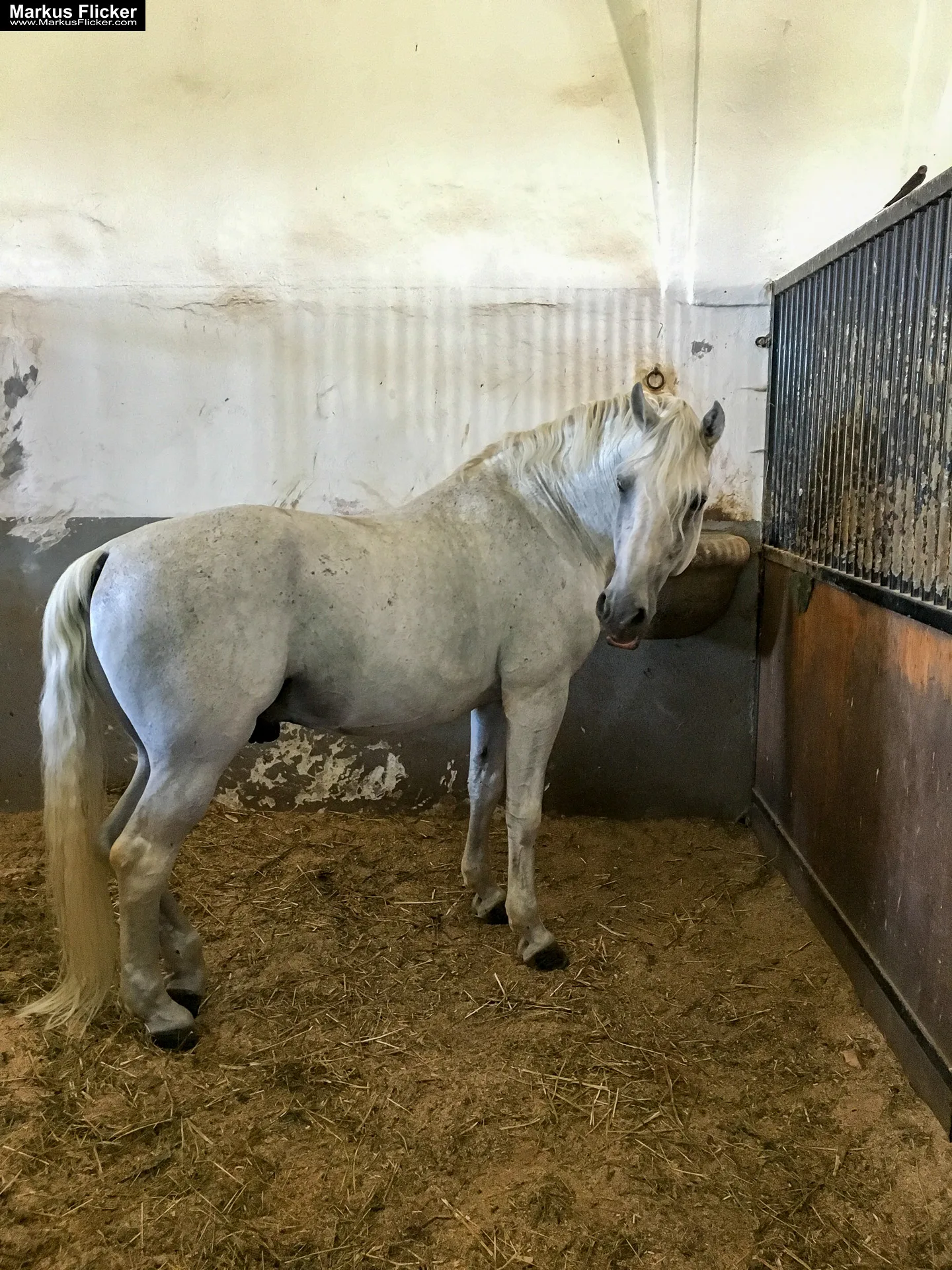 Gestüt Lipizza Kobilarna Lipica in Slowenien #visitslovenia Lipizzaner Pferde