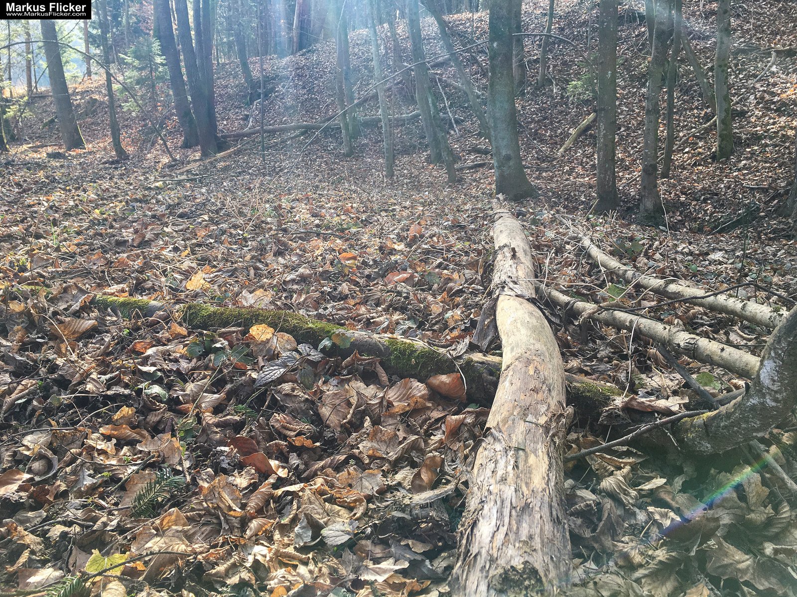 Eine kleine Reise in den eigenen 4 Wänden. Ein Spaziergang in meiner direkten Umgebung. Weiz. Steiermark. Reiseblog. Sucher suchen // Finder finden.