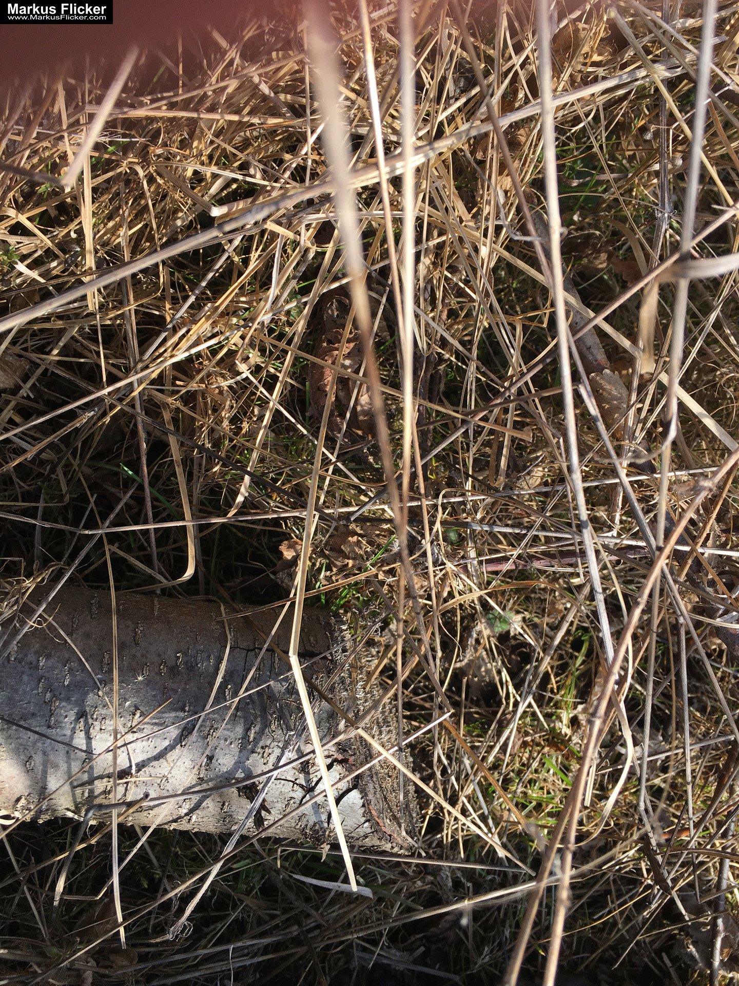 Eine kleine Reise in den eigenen 4 Wänden. Ein Spaziergang in meiner direkten Umgebung. Weiz. Steiermark. Reiseblog. Sucher suchen // Finder finden.