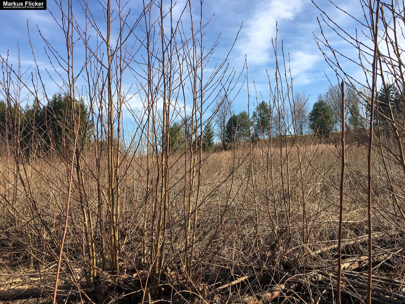 Eine kleine Reise in den eigenen 4 Wänden. Ein Spaziergang in meiner direkten Umgebung. Weiz. Steiermark. Reiseblog. Sucher suchen // Finder finden.