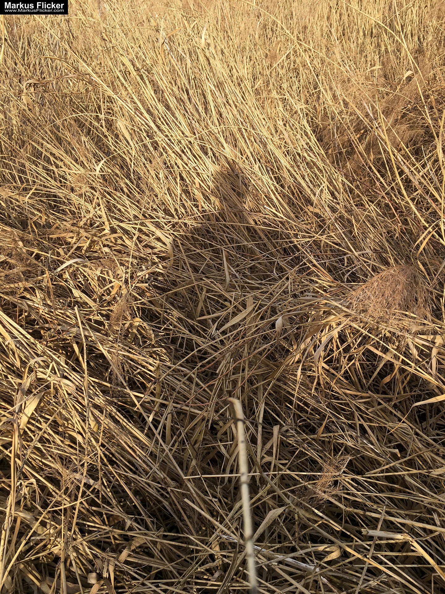 Eine kleine Reise in den eigenen 4 Wänden. Ein Spaziergang in meiner direkten Umgebung. Weiz. Steiermark. Reiseblog. Sucher suchen // Finder finden.