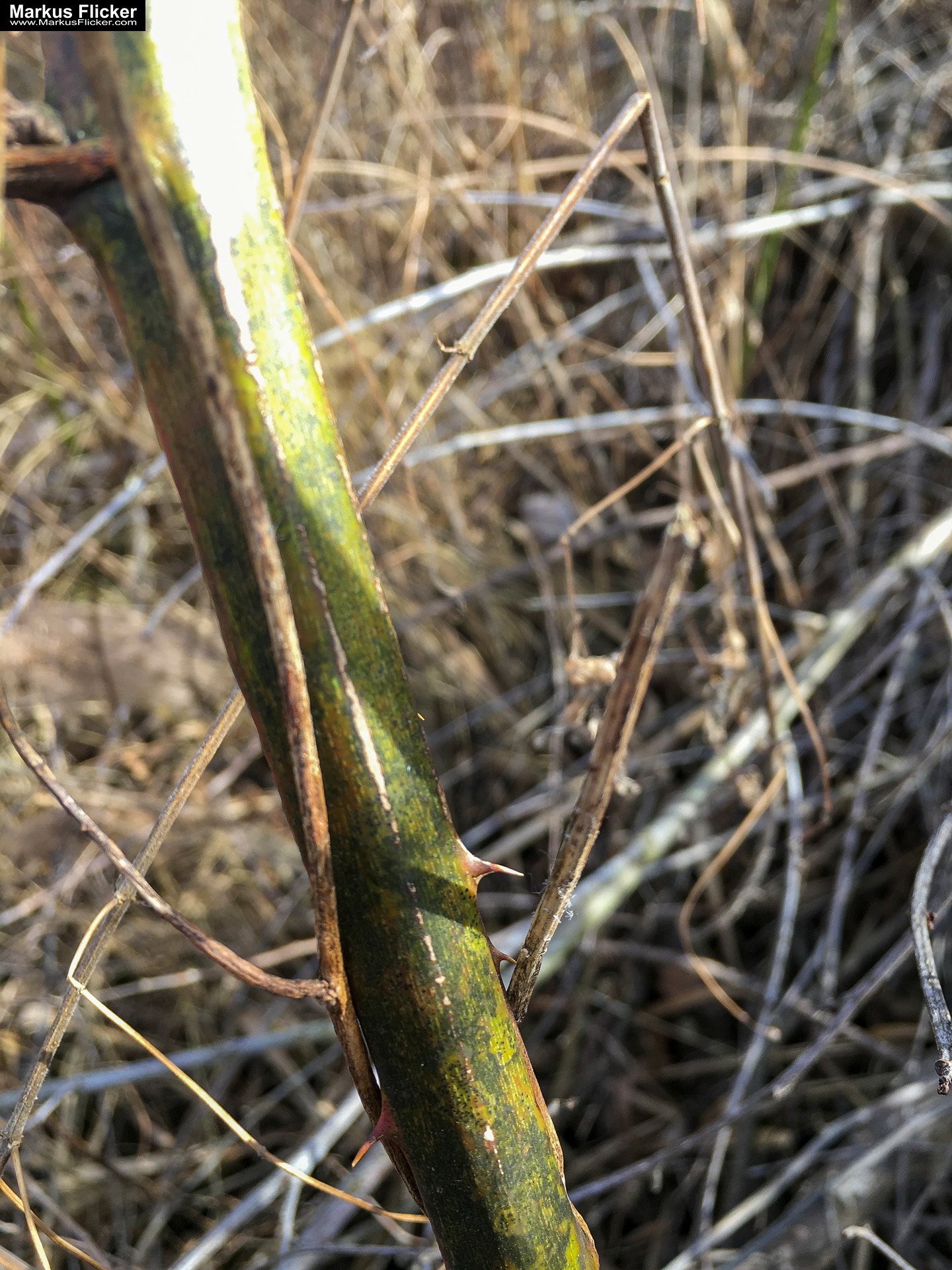 Eine kleine Reise in den eigenen 4 Wänden. Ein Spaziergang in meiner direkten Umgebung. Weiz. Steiermark. Reiseblog. Sucher suchen // Finder finden.