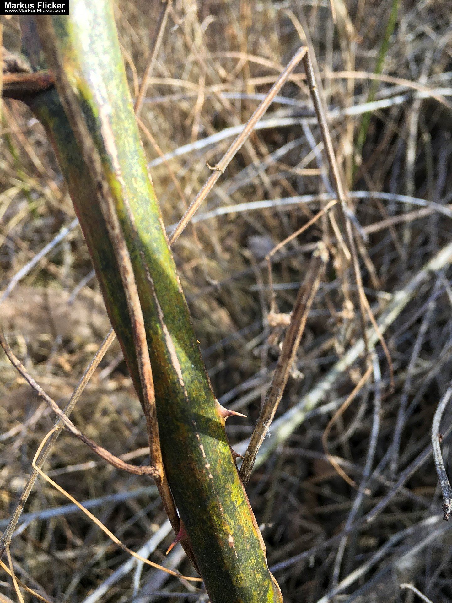 Eine kleine Reise in den eigenen 4 Wänden. Ein Spaziergang in meiner direkten Umgebung. Weiz. Steiermark. Reiseblog. Sucher suchen // Finder finden.