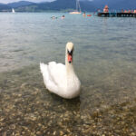 Attersee am Attersee in Oberösterreich Salzkammergut #sommerfrische #visitsalzkammergut #bergeseen St. Georgen im Attergau