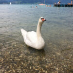 Attersee am Attersee in Oberösterreich Salzkammergut #sommerfrische #visitsalzkammergut #bergeseen St. Georgen im Attergau