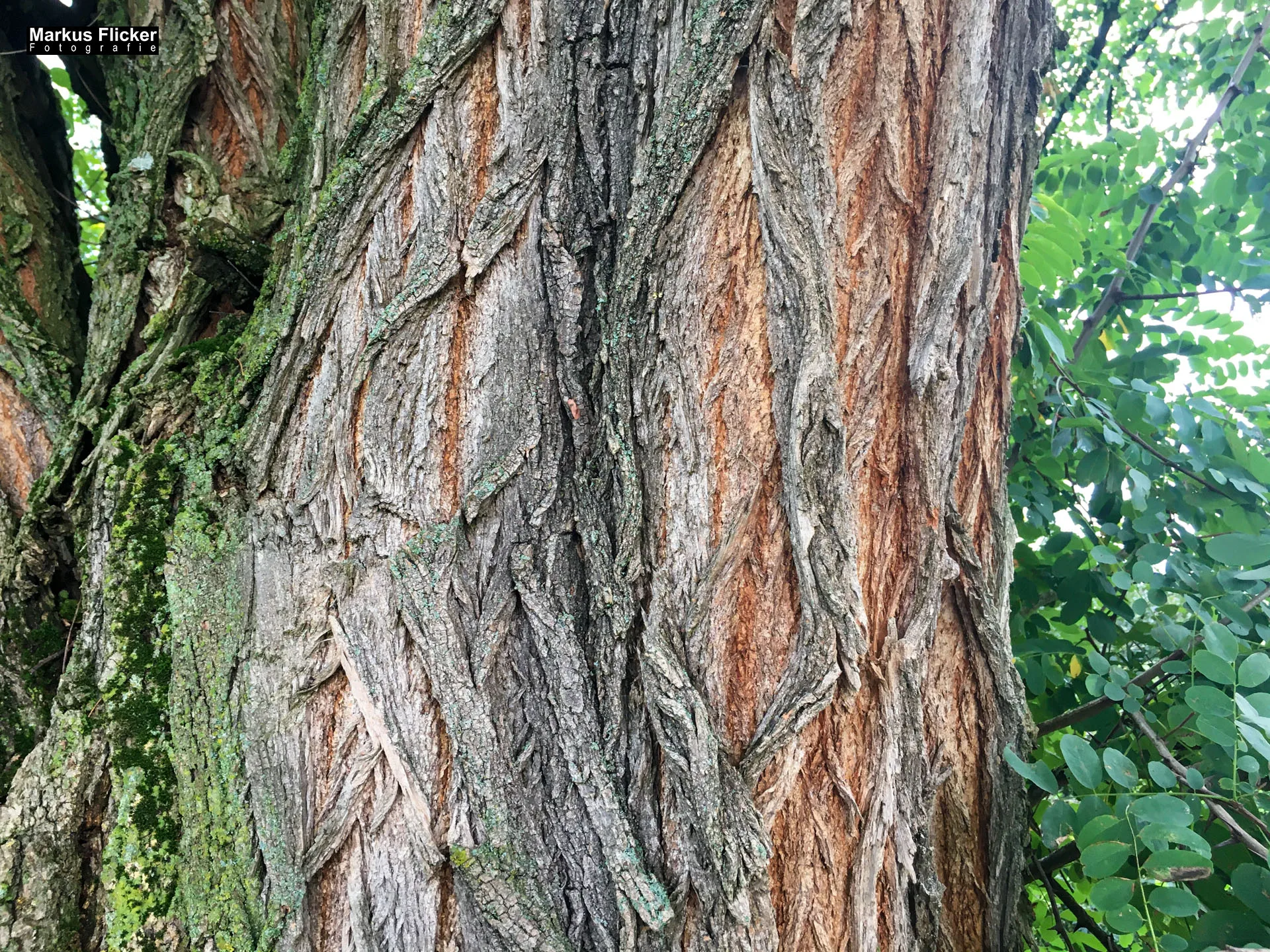 Freizeitzentrum Großsteinbach, Strandgut und Schachblume