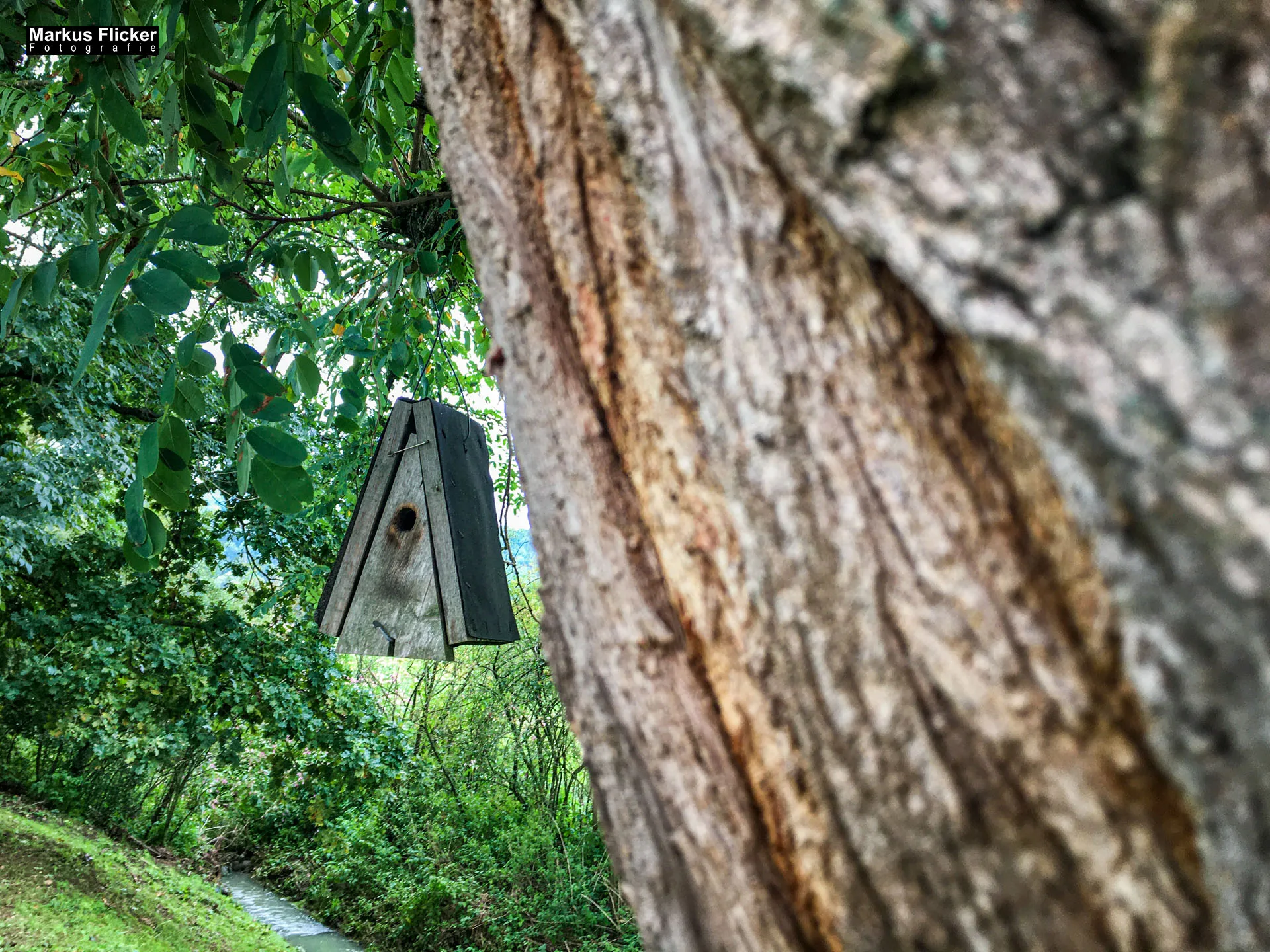 Freizeitzentrum Großsteinbach, Strandgut und Schachblume