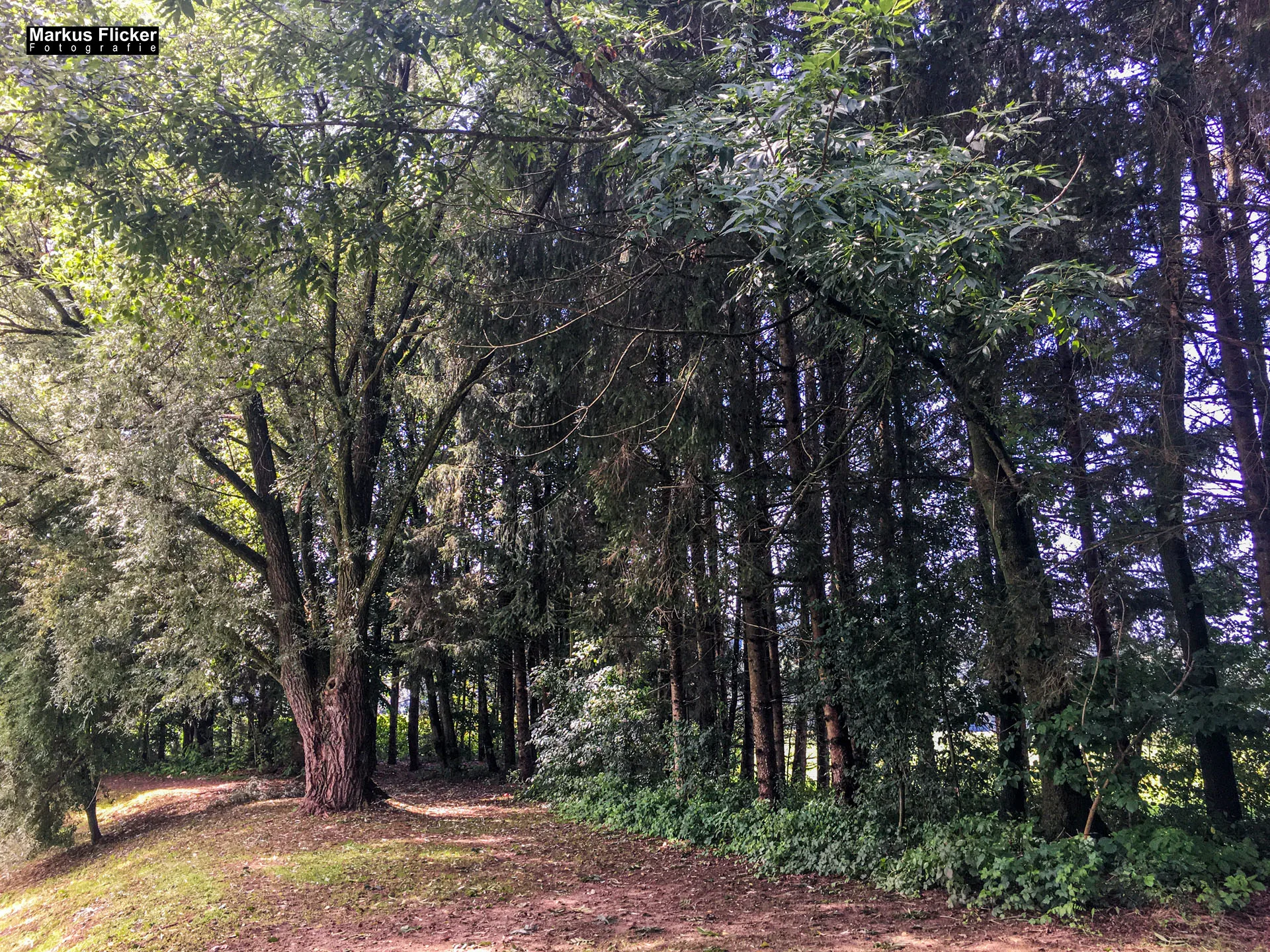 Freizeitzentrum Großsteinbach, Strandgut und Schachblume