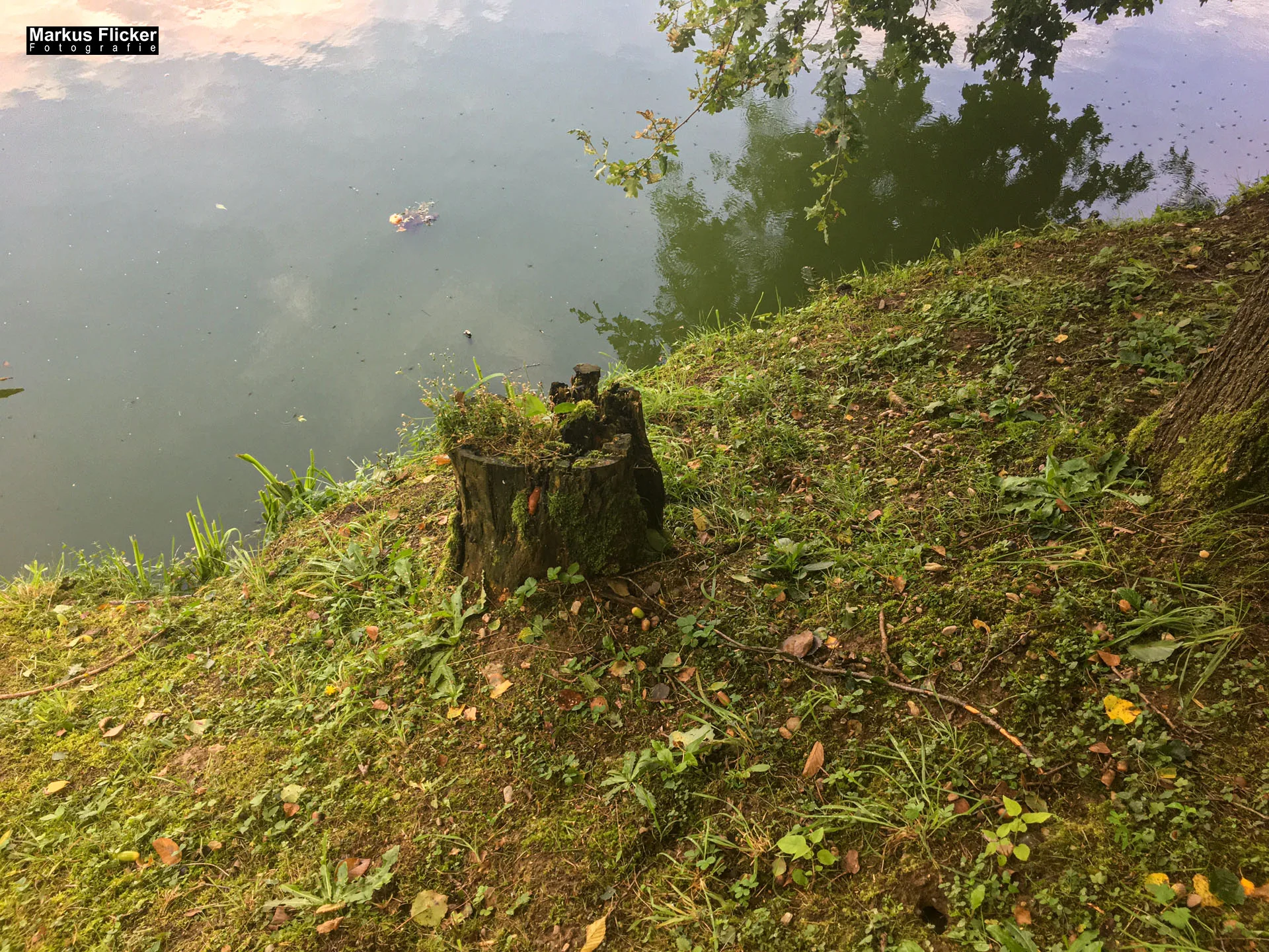 Freizeitzentrum Großsteinbach, Strandgut und Schachblume