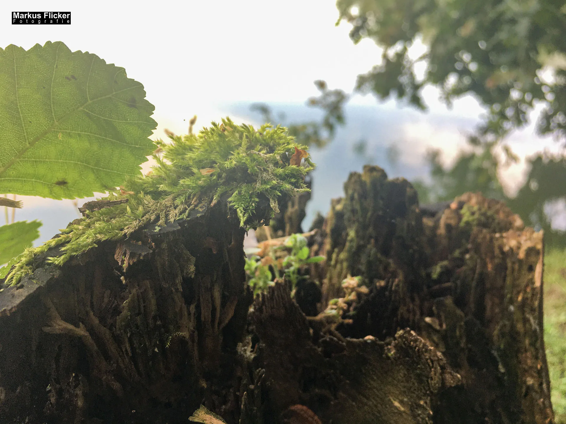 Freizeitzentrum Großsteinbach, Strandgut und Schachblume