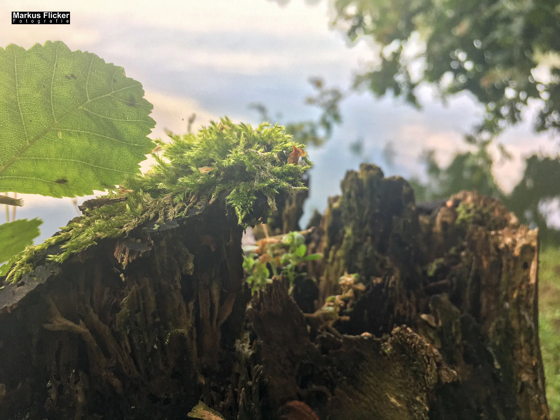 Freizeitzentrum Großsteinbach, Strandgut und Schachblume