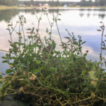 Freizeitzentrum Großsteinbach, Strandgut und Schachblume