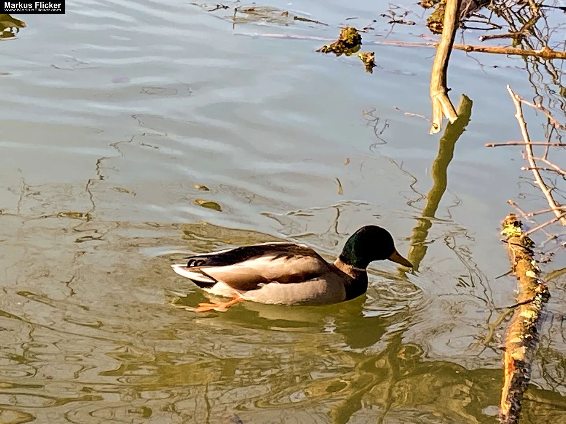 Thalersee Landeshauptstadt Graz Steiermark Österreich