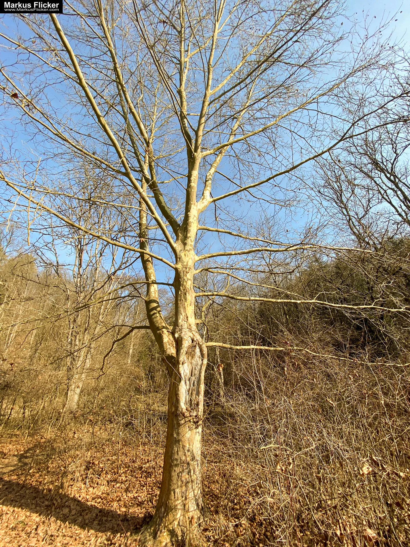 Thalersee Landeshauptstadt Graz Steiermark Österreich