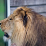 Tierwelt Tierpark Herberstein beim Schloss Herberstein