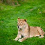 Tierwelt Tierpark Herberstein beim Schloss Herberstein Steiermark #visiststyria #visitaustria