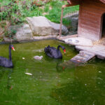 Tierwelt Tierpark Herberstein beim Schloss Herberstein