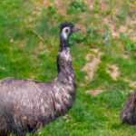 Tierwelt Tierpark Herberstein beim Schloss Herberstein