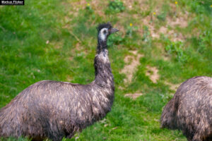 Tierwelt Tierpark Herberstein beim Schloss Herberstein