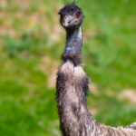 Tierwelt Tierpark Herberstein beim Schloss Herberstein