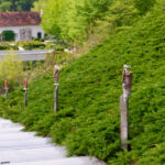 Tierwelt Tierpark Herberstein beim Schloss Herberstein