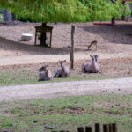 Tierwelt Tierpark Herberstein beim Schloss Herberstein