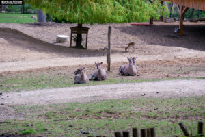 Tierwelt Tierpark Herberstein beim Schloss Herberstein