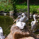 Tierwelt Tierpark Herberstein beim Schloss Herberstein