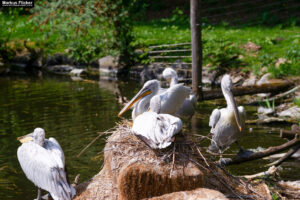 Tierwelt Tierpark Herberstein beim Schloss Herberstein