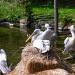 Tierwelt Tierpark Herberstein beim Schloss Herberstein