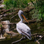 Tierwelt Tierpark Herberstein beim Schloss Herberstein