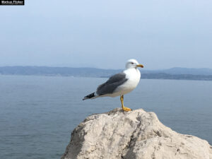 Piran am Meer in Slowenien an der Adria