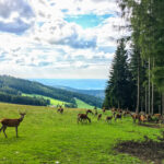 Wildwiesenhütte und Aussichtswarte in Miesenbach in der Steiermark