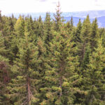 Wildwiesenhütte und Aussichtswarte in Miesenbach in der Steiermark