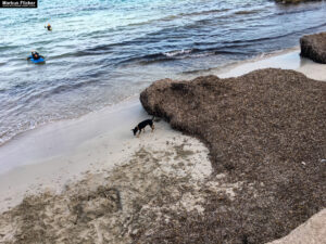 Cala Millor, Palma und das Landesinnere// Mallorca Insel im Mittelmeer // #reiseblog #travelblog