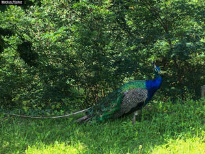 Tierwelt Tierpark Herberstein beim Schloss Herberstein