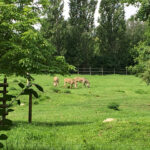 Tierwelt Tierpark Herberstein beim Schloss Herberstein