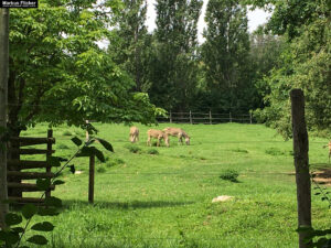 Tierwelt Tierpark Herberstein beim Schloss Herberstein