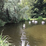 Tierwelt Tierpark Herberstein beim Schloss Herberstein