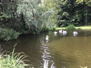 Tierwelt Tierpark Herberstein beim Schloss Herberstein