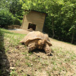 Tierwelt Tierpark Herberstein beim Schloss Herberstein