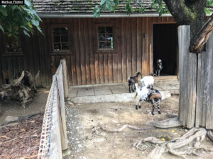 Tierwelt Tierpark Herberstein beim Schloss Herberstein